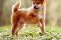 Best Dog Car Accessories & Travel Gear My Caring Dog – Tips, Stories, and Care Guides for Loving Pet Owners Best Dog Car Accessories & Travel Gear | My Caring Dog – Tips, Stories, and Care Guides for Loving Pet Owners