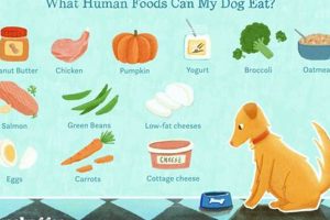 Can Dogs Eat Car Food My Caring Dog – Tips, Stories, and Care Guides for Loving Pet Owners Can Dogs Eat Car Food | My Caring Dog – Tips, Stories, and Care Guides for Loving Pet Owners
