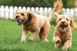 Best Dog Day Care Insurance: Full Guide & Quotes My Caring Dog – Tips, Stories, and Care Guides for Loving Pet Owners Best Dog Day Care Insurance: Full Guide & Quotes | My Caring Dog – Tips, Stories, and Care Guides for Loving Pet Owners
