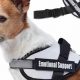 Emotional Support Dog For Sale Near Me | My Caring Dog – Tips, Stories, and Care Guides for Loving Pet Owners