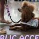 Complete Guide: Train Your Dog to be a Service Dog Today | My Caring Dog – Tips, Stories, and Care Guides for Loving Pet Owners