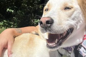 Leanne's Dog Walking & Pet Care: Trusted & Local My Caring Dog – Tips, Stories, and Care Guides for Loving Pet Owners Leanne's Dog Walking & Pet Care: Trusted & Local | My Caring Dog – Tips, Stories, and Care Guides for Loving Pet Owners