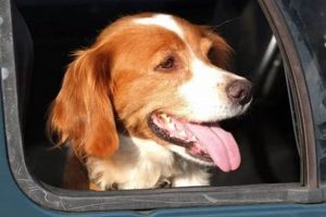 Why Does My Dog Pant So Much In The Car My Caring Dog – Tips, Stories, and Care Guides for Loving Pet Owners Why Does My Dog Pant So Much In The Car | My Caring Dog – Tips, Stories, and Care Guides for Loving Pet Owners