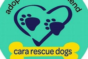 Cara Rescue Dogs My Caring Dog – Tips, Stories, and Care Guides for Loving Pet Owners Cara Rescue Dogs | My Caring Dog – Tips, Stories, and Care Guides for Loving Pet Owners