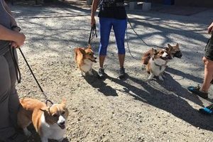 Best Dog Day Care in Yorba Linda CA: Top Picks My Caring Dog – Tips, Stories, and Care Guides for Loving Pet Owners Best Dog Day Care in Yorba Linda CA: Top Picks | My Caring Dog – Tips, Stories, and Care Guides for Loving Pet Owners