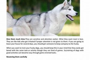 Ultimate Husky Dog Care Guide: Tips & Tricks My Caring Dog – Tips, Stories, and Care Guides for Loving Pet Owners Ultimate Husky Dog Care Guide: Tips & Tricks | My Caring Dog – Tips, Stories, and Care Guides for Loving Pet Owners