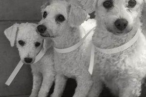 Best Dog Rescue Centers in Missouri My Caring Dog – Tips, Stories, and Care Guides for Loving Pet Owners Best Dog Rescue Centers in Missouri | My Caring Dog – Tips, Stories, and Care Guides for Loving Pet Owners