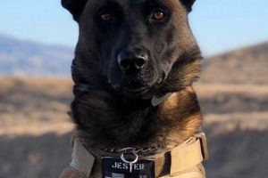 Best K9 Service Dog Training & Certification My Caring Dog – Tips, Stories, and Care Guides for Loving Pet Owners Best K9 Service Dog Training & Certification | My Caring Dog – Tips, Stories, and Care Guides for Loving Pet Owners