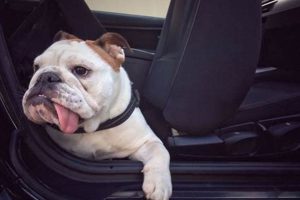 Best Dog Car Sickness Collars: Stop Nausea Fast My Caring Dog – Tips, Stories, and Care Guides for Loving Pet Owners Best Dog Car Sickness Collars: Stop Nausea Fast | My Caring Dog – Tips, Stories, and Care Guides for Loving Pet Owners