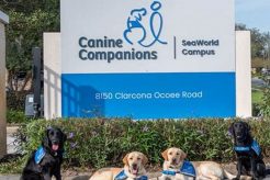Canine Companions Southeast Training Center My Caring Dog – Tips, Stories, and Care Guides for Loving Pet Owners Canine Companions Southeast Training Center | My Caring Dog – Tips, Stories, and Care Guides for Loving Pet Owners