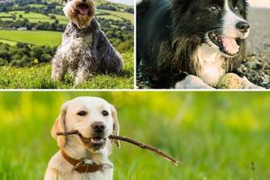 Easiest Dogs to Take Care Of: Top Low-Maintenance Breeds My Caring Dog – Tips, Stories, and Care Guides for Loving Pet Owners Easiest Dogs to Take Care Of: Top Low-Maintenance Breeds | My Caring Dog – Tips, Stories, and Care Guides for Loving Pet Owners