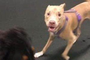 Best Dog Day Care in Utica, NY | Top Kennels My Caring Dog – Tips, Stories, and Care Guides for Loving Pet Owners Best Dog Day Care in Utica, NY | Top Kennels | My Caring Dog – Tips, Stories, and Care Guides for Loving Pet Owners