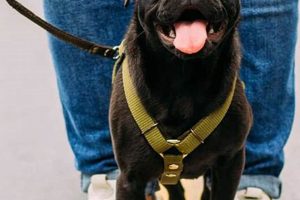 Top Paws Pet Care: Sitting & Walking My Caring Dog – Tips, Stories, and Care Guides for Loving Pet Owners Top Paws Pet Care: Sitting & Walking | My Caring Dog – Tips, Stories, and Care Guides for Loving Pet Owners