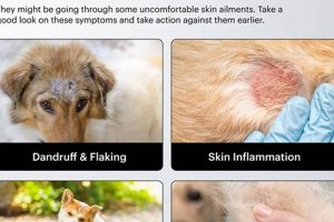 Does My Dog Have Car Sickness? My Caring Dog – Tips, Stories, and Care Guides for Loving Pet Owners Does My Dog Have Car Sickness? | My Caring Dog – Tips, Stories, and Care Guides for Loving Pet Owners