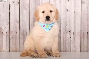 Find Free Puppies in Columbus, OH (By Owner) My Caring Dog – Tips, Stories, and Care Guides for Loving Pet Owners Find Free Puppies in Columbus, OH (By Owner) | My Caring Dog – Tips, Stories, and Care Guides for Loving Pet Owners
