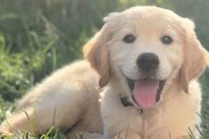 Caniine | My Caring Dog – Tips, Stories, and Care Guides for Loving Pet Owners