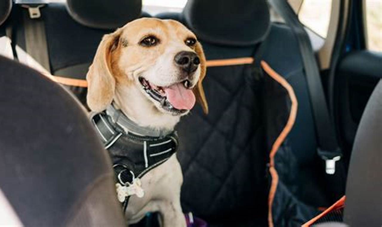 View of How Much Benadryl Can I Give My Dog? Is It Safe?