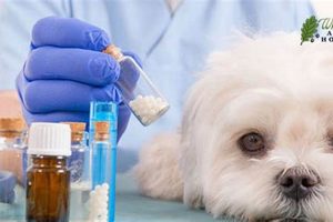 Best Holistic Care for Dogs with Cancer Guide My Caring Dog – Tips, Stories, and Care Guides for Loving Pet Owners Best Holistic Care for Dogs with Cancer Guide | My Caring Dog – Tips, Stories, and Care Guides for Loving Pet Owners