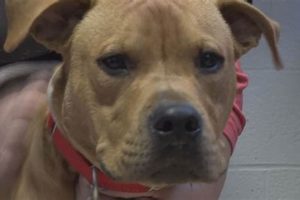Adopt St. Louis Shelter Dogs: Car Companions My Caring Dog – Tips, Stories, and Care Guides for Loving Pet Owners Adopt St. Louis Shelter Dogs: Car Companions | My Caring Dog – Tips, Stories, and Care Guides for Loving Pet Owners