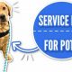 Getting a Service Dog for POTS: A Guide | My Caring Dog – Tips, Stories, and Care Guides for Loving Pet Owners