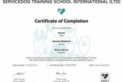 Become a Certified Service Dog Trainer: Expert Guide My Caring Dog – Tips, Stories, and Care Guides for Loving Pet Owners Become a Certified Service Dog Trainer: Expert Guide | My Caring Dog – Tips, Stories, and Care Guides for Loving Pet Owners