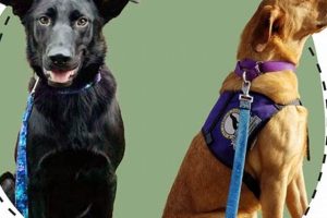Top Sit Service Dogs: Ultimate Care Guide My Caring Dog – Tips, Stories, and Care Guides for Loving Pet Owners Top Sit Service Dogs: Ultimate Care Guide | My Caring Dog – Tips, Stories, and Care Guides for Loving Pet Owners