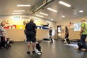 Best Dog Day Care in Elgin: Top Centers My Caring Dog – Tips, Stories, and Care Guides for Loving Pet Owners Best Dog Day Care in Elgin: Top Centers | My Caring Dog – Tips, Stories, and Care Guides for Loving Pet Owners