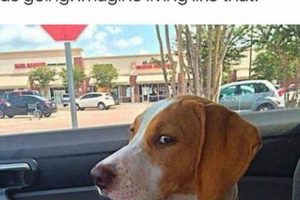 Funny Dog Car Memes: Joyride Edition My Caring Dog – Tips, Stories, and Care Guides for Loving Pet Owners Funny Dog Car Memes: Joyride Edition | My Caring Dog – Tips, Stories, and Care Guides for Loving Pet Owners