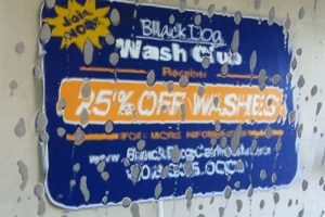 Best Black Dog Car Wash in Somersworth NH My Caring Dog – Tips, Stories, and Care Guides for Loving Pet Owners Best Black Dog Car Wash in Somersworth NH | My Caring Dog – Tips, Stories, and Care Guides for Loving Pet Owners