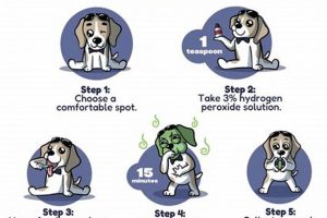 Best Ways to Get a Car Dog for You My Caring Dog – Tips, Stories, and Care Guides for Loving Pet Owners Best Ways to Get a Car Dog for You | My Caring Dog – Tips, Stories, and Care Guides for Loving Pet Owners