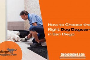 Dog Day Care San Diego My Caring Dog – Tips, Stories, and Care Guides for Loving Pet Owners Dog Day Care San Diego | My Caring Dog – Tips, Stories, and Care Guides for Loving Pet Owners