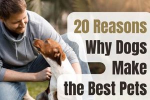 The Ultimate Guide: How to Pet Dogs Correctly My Caring Dog – Tips, Stories, and Care Guides for Loving Pet Owners The Ultimate Guide: How to Pet Dogs Correctly | My Caring Dog – Tips, Stories, and Care Guides for Loving Pet Owners