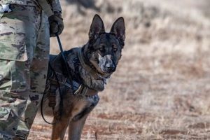 Elite Government K9 Units: Canine Heroes My Caring Dog – Tips, Stories, and Care Guides for Loving Pet Owners Elite Government K9 Units: Canine Heroes | My Caring Dog – Tips, Stories, and Care Guides for Loving Pet Owners