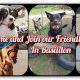 Best Dog Day Care in Brockton MA: Top Choices | My Caring Dog – Tips, Stories, and Care Guides for Loving Pet Owners