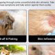 Best Dog Dry Skin Care Tips & Remedies | My Caring Dog – Tips, Stories, and Care Guides for Loving Pet Owners