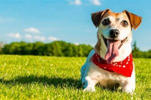 Car Dog Health: Tips & Tricks My Caring Dog – Tips, Stories, and Care Guides for Loving Pet Owners Car Dog Health: Tips & Tricks | My Caring Dog – Tips, Stories, and Care Guides for Loving Pet Owners