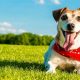 Car Dog Health: Tips &amp; Tricks | My Caring Dog – Tips, Stories, and Care Guides for Loving Pet Owners