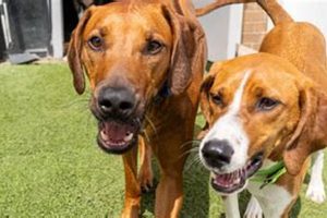 Best Dog Day Care in Grandview, OH | My Caring Dog – Tips, Stories, and Care Guides for Loving Pet Owners