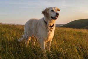 Best Elderly Dog Care Services & Support My Caring Dog – Tips, Stories, and Care Guides for Loving Pet Owners Best Elderly Dog Care Services & Support | My Caring Dog – Tips, Stories, and Care Guides for Loving Pet Owners