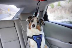 Best Pets at Home Dog Harness for Car Travel Safety My Caring Dog – Tips, Stories, and Care Guides for Loving Pet Owners Best Pets at Home Dog Harness for Car Travel Safety | My Caring Dog – Tips, Stories, and Care Guides for Loving Pet Owners