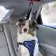 Best Pets at Home Dog Harness for Car Travel Safety | My Caring Dog – Tips, Stories, and Care Guides for Loving Pet Owners
