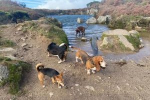 Best Dog Day Care in Truro | Top Kennels My Caring Dog – Tips, Stories, and Care Guides for Loving Pet Owners Best Dog Day Care in Truro | Top Kennels | My Caring Dog – Tips, Stories, and Care Guides for Loving Pet Owners
