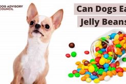 Best Jelly Bean for Dog Car Sickness Relief My Caring Dog – Tips, Stories, and Care Guides for Loving Pet Owners Best Jelly Bean for Dog Car Sickness Relief | My Caring Dog – Tips, Stories, and Care Guides for Loving Pet Owners