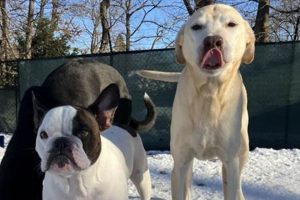Top-Notch Abington Dog Care Services My Caring Dog – Tips, Stories, and Care Guides for Loving Pet Owners Top-Notch Abington Dog Care Services | My Caring Dog – Tips, Stories, and Care Guides for Loving Pet Owners