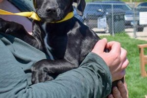 Arnold MO Animal Shelter: Adopt a Car Dog! My Caring Dog – Tips, Stories, and Care Guides for Loving Pet Owners Arnold MO Animal Shelter: Adopt a Car Dog! | My Caring Dog – Tips, Stories, and Care Guides for Loving Pet Owners