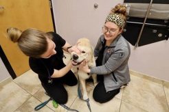 Dog Day Care Rehoboth Beach My Caring Dog – Tips, Stories, and Care Guides for Loving Pet Owners Dog Day Care Rehoboth Beach | My Caring Dog – Tips, Stories, and Care Guides for Loving Pet Owners