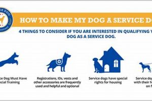 How To Get My Dog Certified As A Service Animal | My Caring Dog – Tips, Stories, and Care Guides for Loving Pet Owners