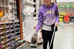 Therapy Dog Training: A Comprehensive Guide My Caring Dog – Tips, Stories, and Care Guides for Loving Pet Owners Therapy Dog Training: A Comprehensive Guide | My Caring Dog – Tips, Stories, and Care Guides for Loving Pet Owners