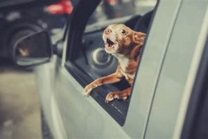Stop Dog Barking in Car: Tips & Tricks My Caring Dog – Tips, Stories, and Care Guides for Loving Pet Owners Stop Dog Barking in Car: Tips & Tricks | My Caring Dog – Tips, Stories, and Care Guides for Loving Pet Owners