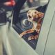 Stop Dog Barking in Car: Tips & Tricks | My Caring Dog – Tips, Stories, and Care Guides for Loving Pet Owners